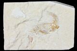 Cretaceous Fossil Shrimp - Lebanon #123869-1